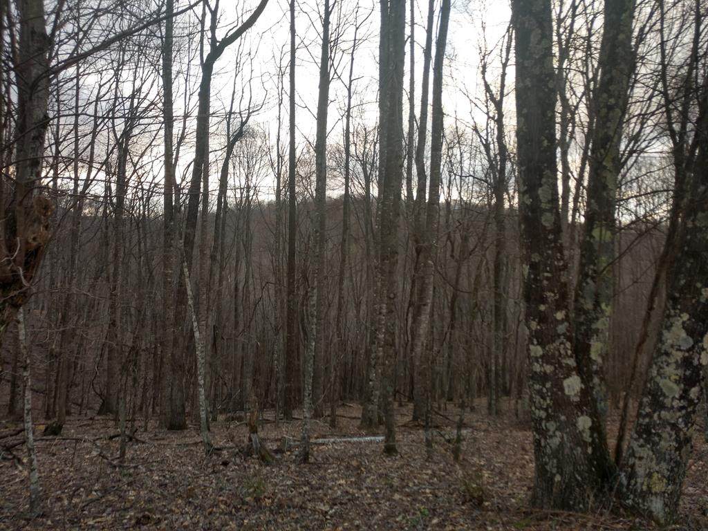 Lot 10 Hidden Valley Lane - Photo 1