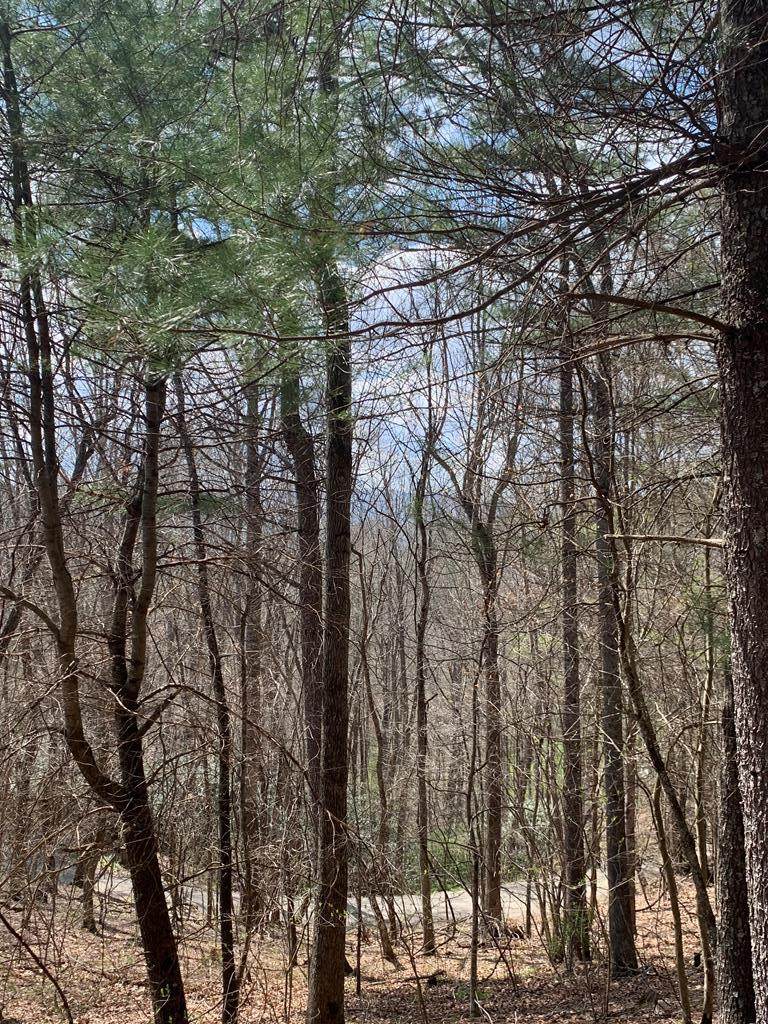 TBD Pine Branch Rd. - Photo 1