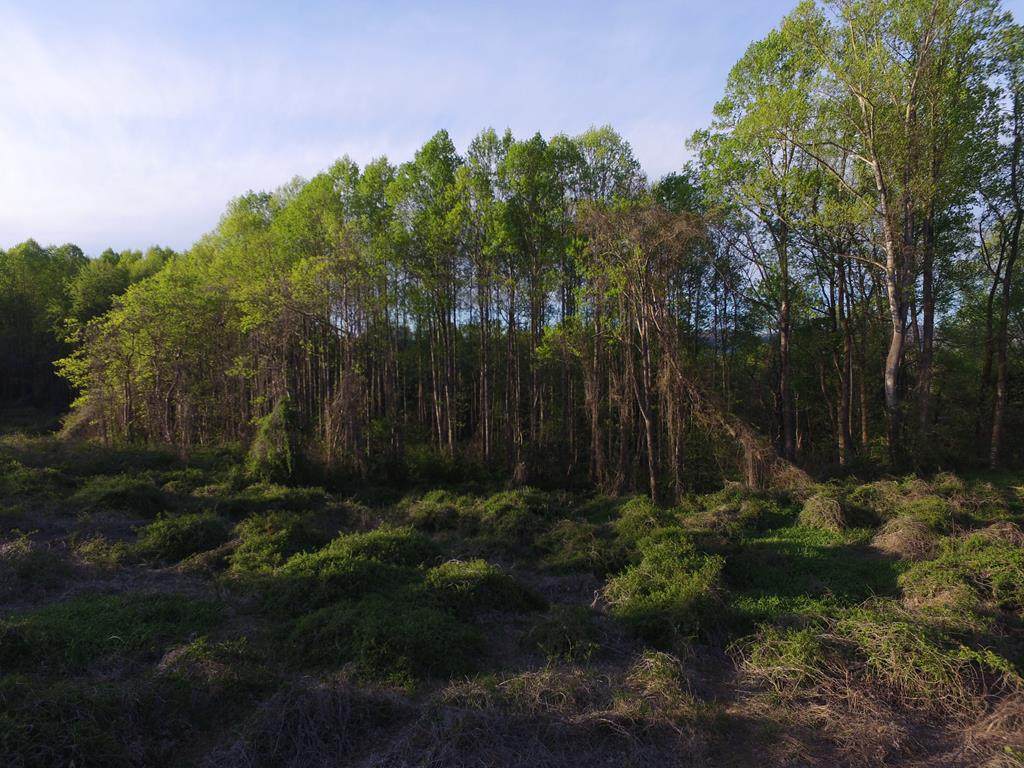 000 Wards Gap Rd - Photo 1