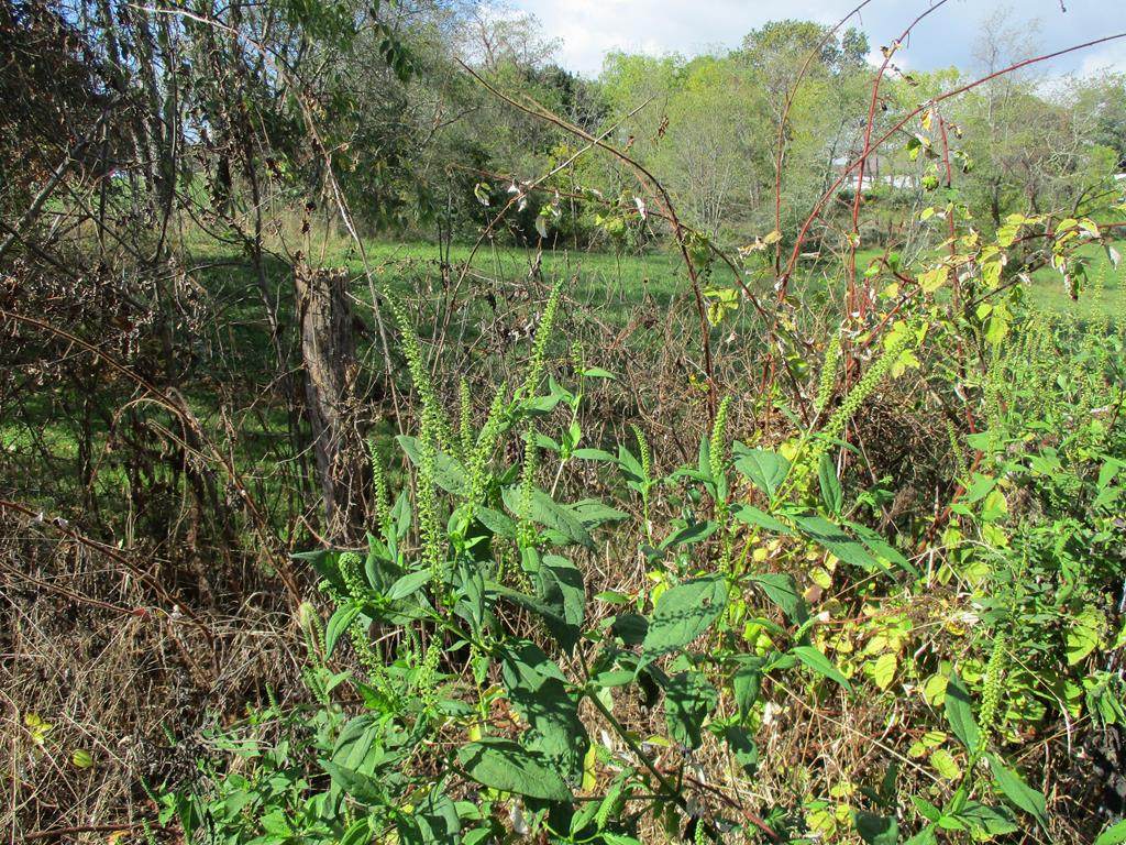 TBD Lot # 2 Maple Avenue - Photo 1