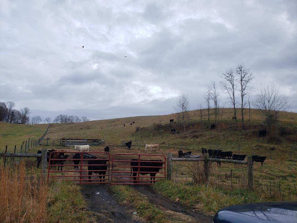 TBD Buffalo Pond Road - Photo 1