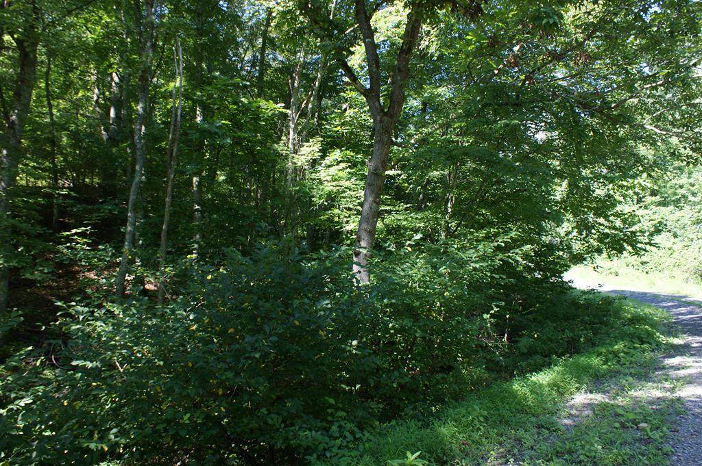 TBD Round Knob Rd - Photo 1