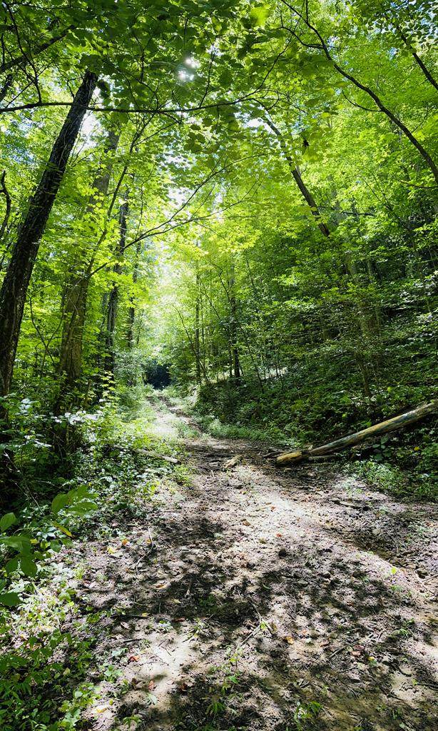 TBD Quinn Branch Rd - Photo 1