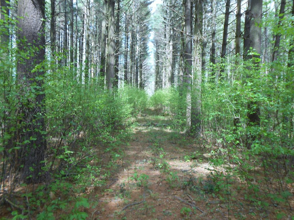 TBD Ramp Hollow Rd - Photo 1