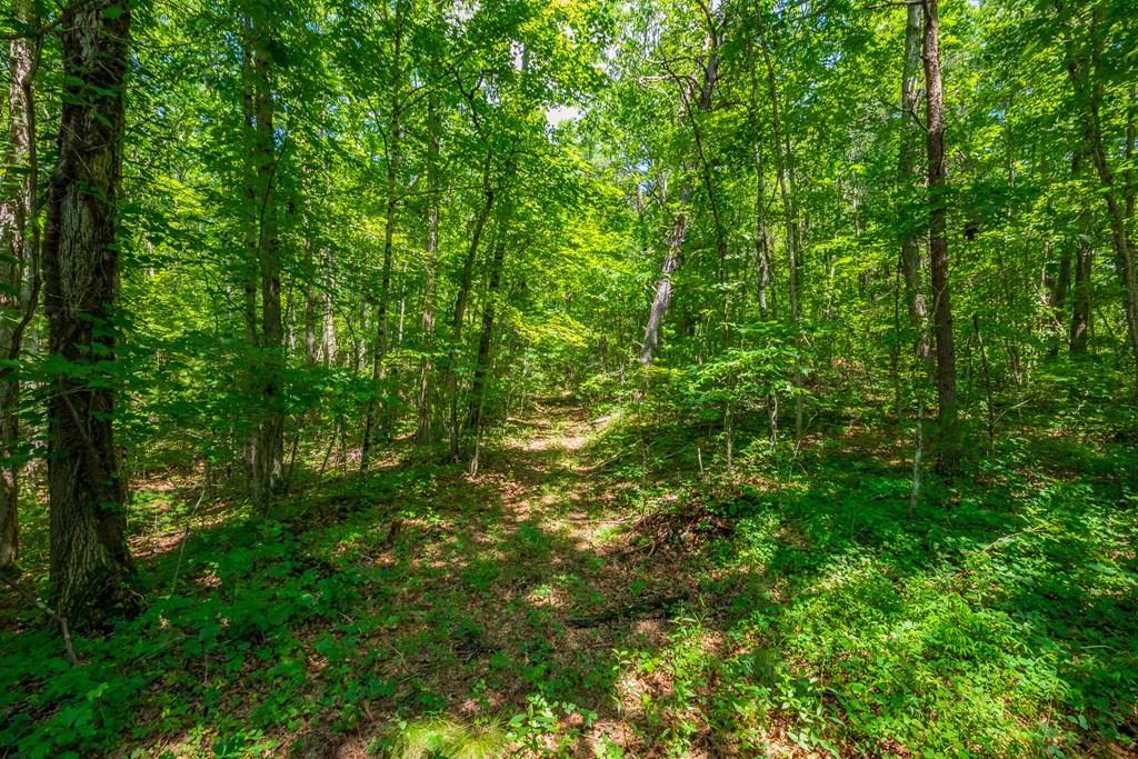 TBD Dinky Track Rd. 218.05 Acres - Photo 1