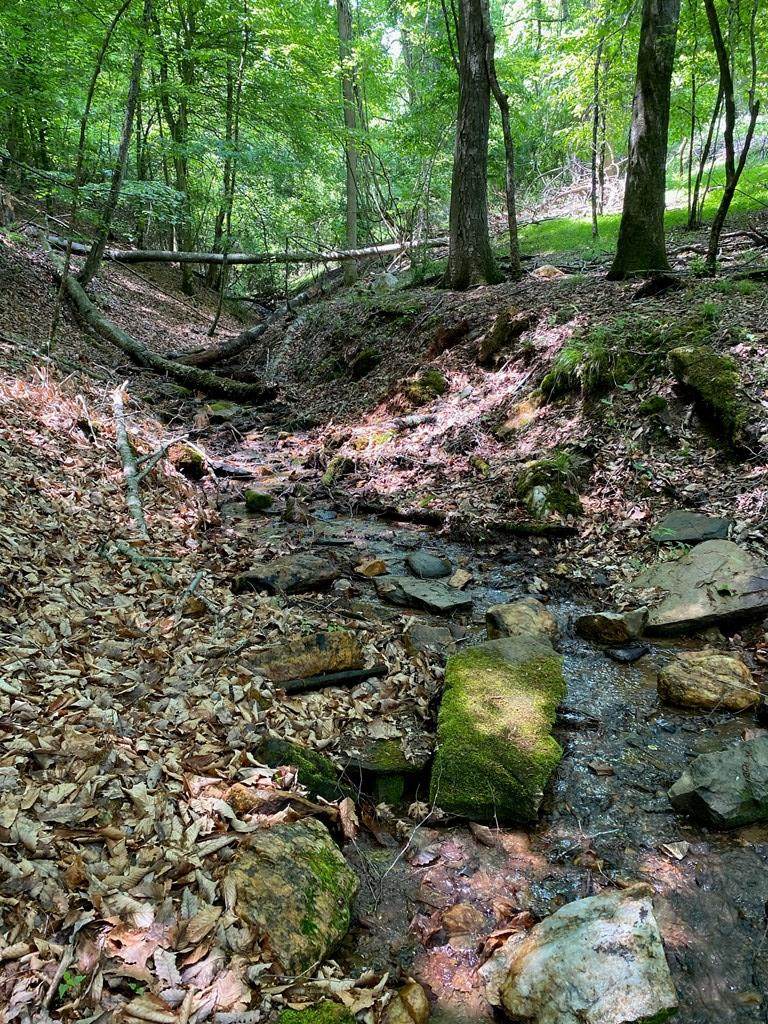 4 Cedar - Photo 1