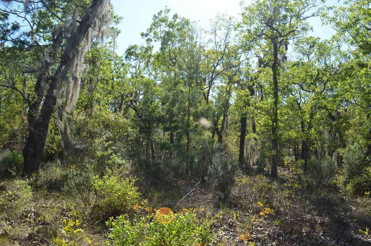 000 Sea Oaks Loop - Photo 1