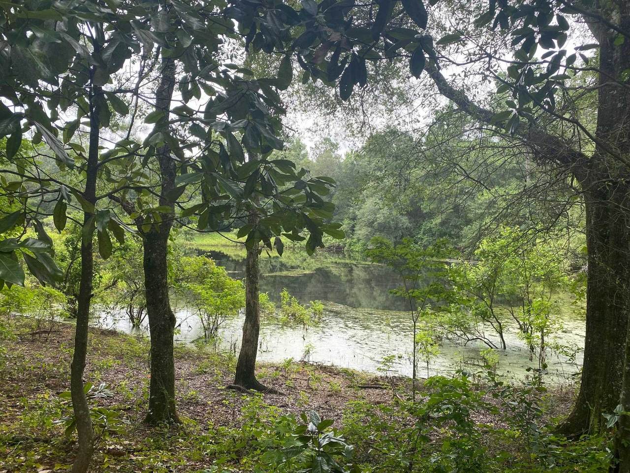 1205 Collins Rd 1 Road - Photo 1