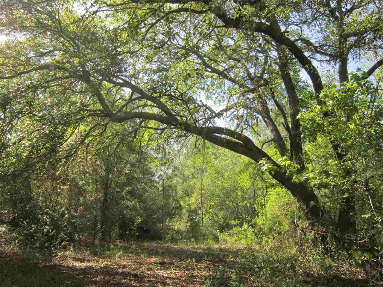 Lot 28L Aucilla River Estate - Photo 1