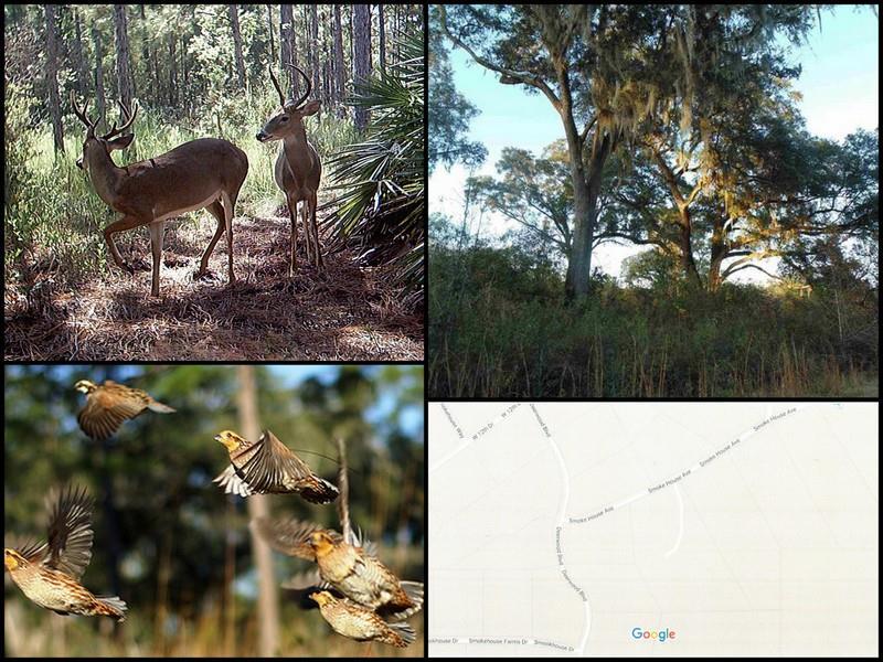 XXX Aucilla Plantation - Photo 1