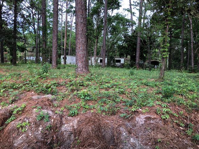 10744 Old Pine Acres - Photo 1