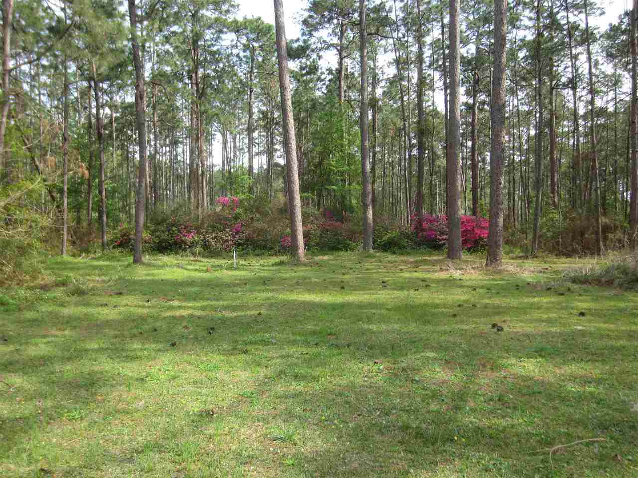 7067 Standing Pines - Photo 1