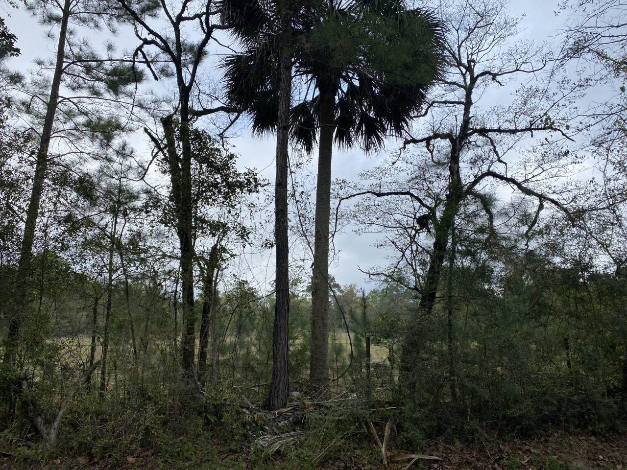 Wakulla Arran Road - Photo 1