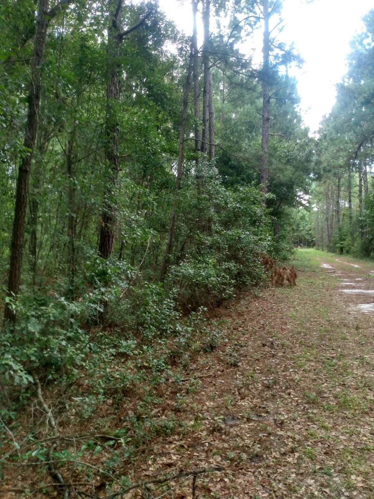 Vacant Canaan Trail - Photo 1
