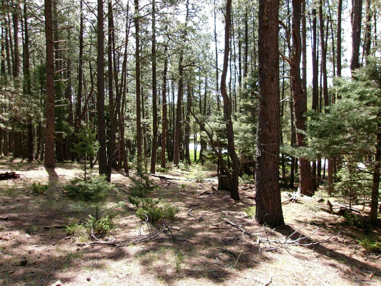 Lot 454 Maxwell Way - Photo 1