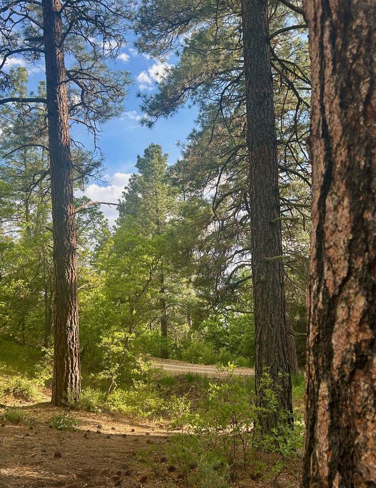 Tract B 266 Gallina Canyon Road - Photo 1