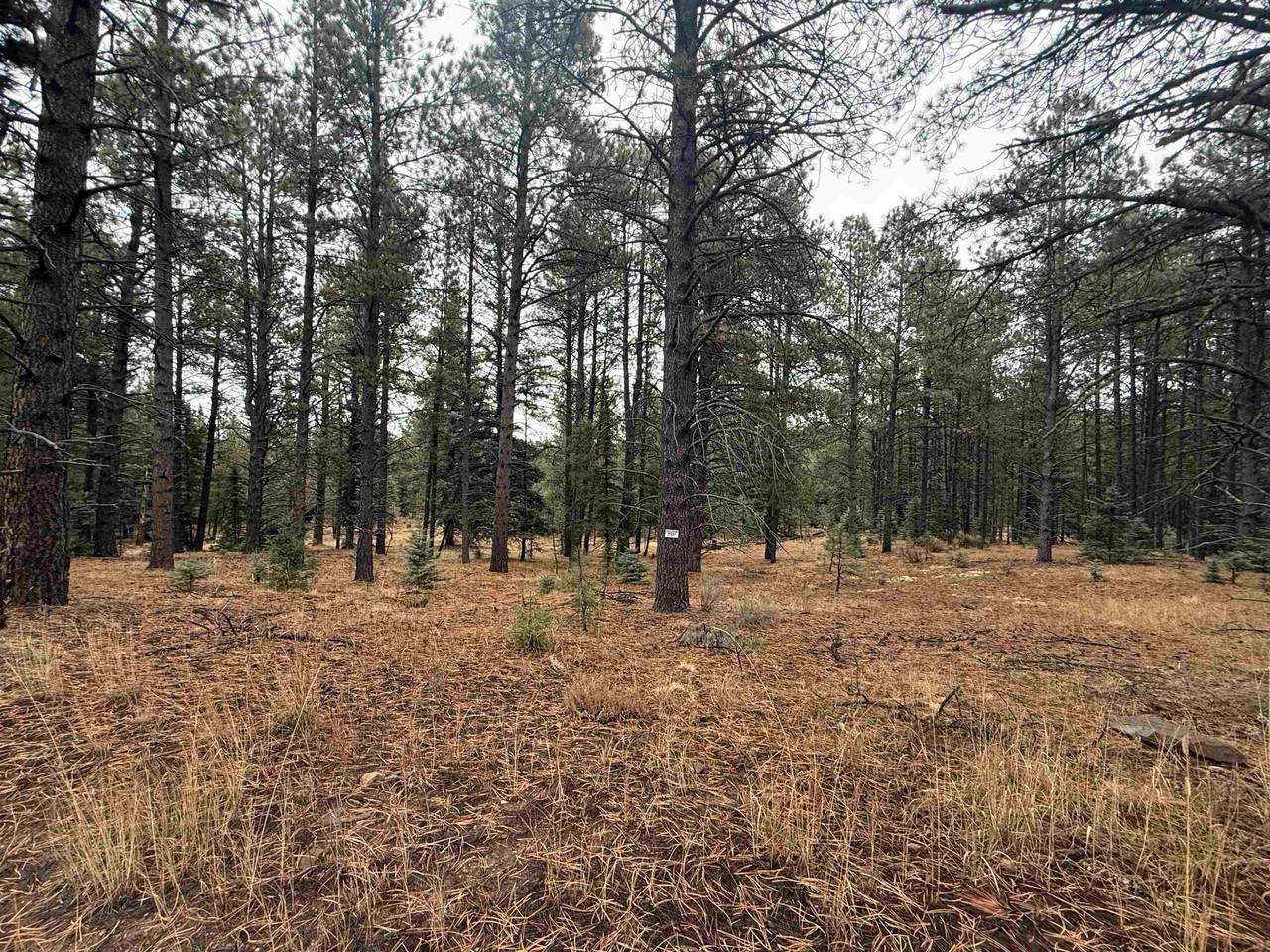 Lot 37 S Valle Grande Trl - Photo 1