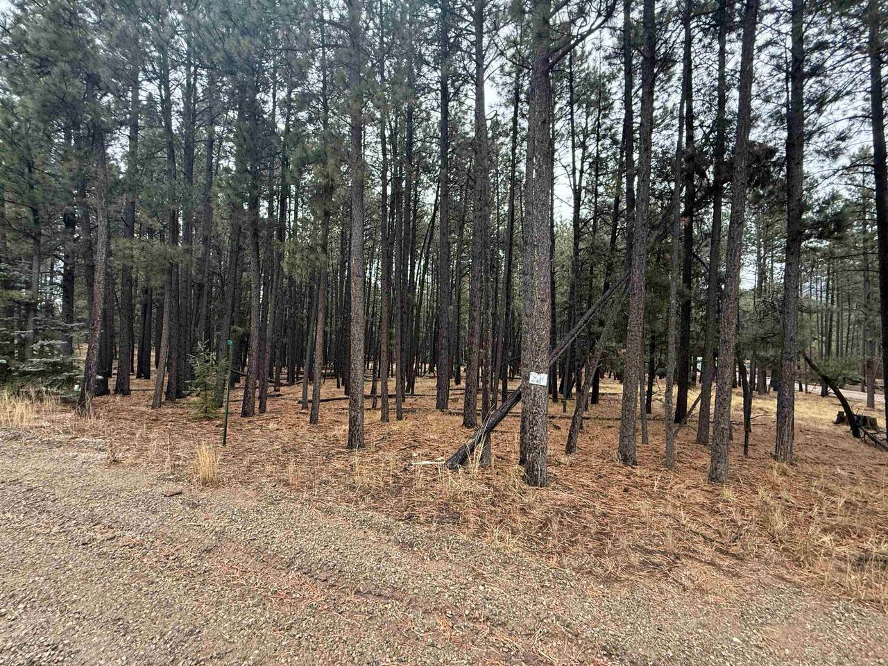 Lot 40 S Valle Grande Trl - Photo 1