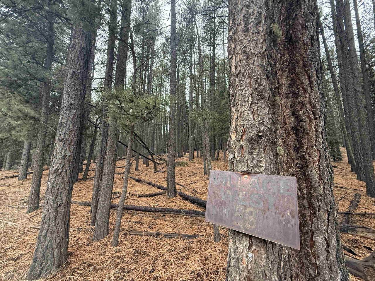 Lot 53 S Valle Grande Trl - Photo 1