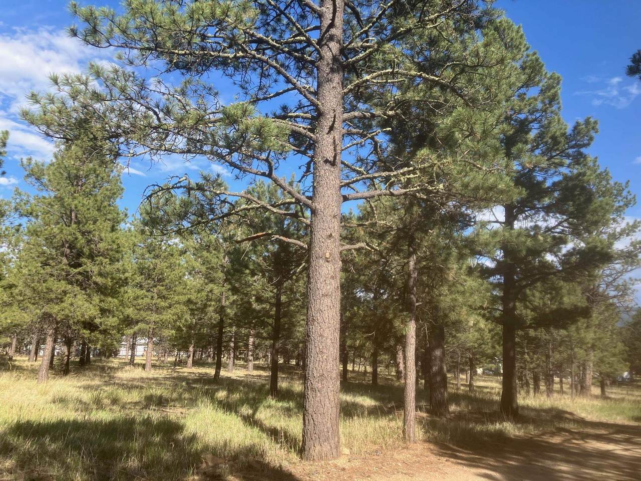 Lot 7 Pine Top Lane - Photo 1
