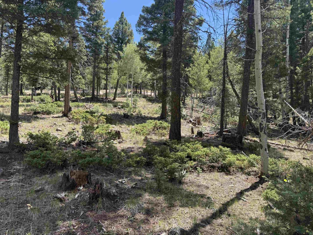 Lot 561 El Camino Real - Photo 1