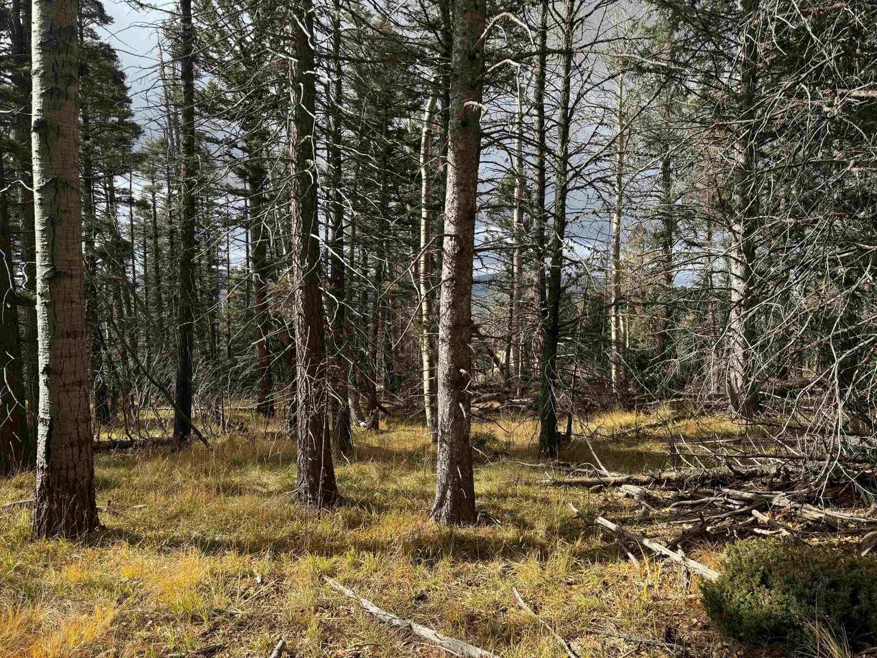 Lot 1335 Skyview Way - Photo 1