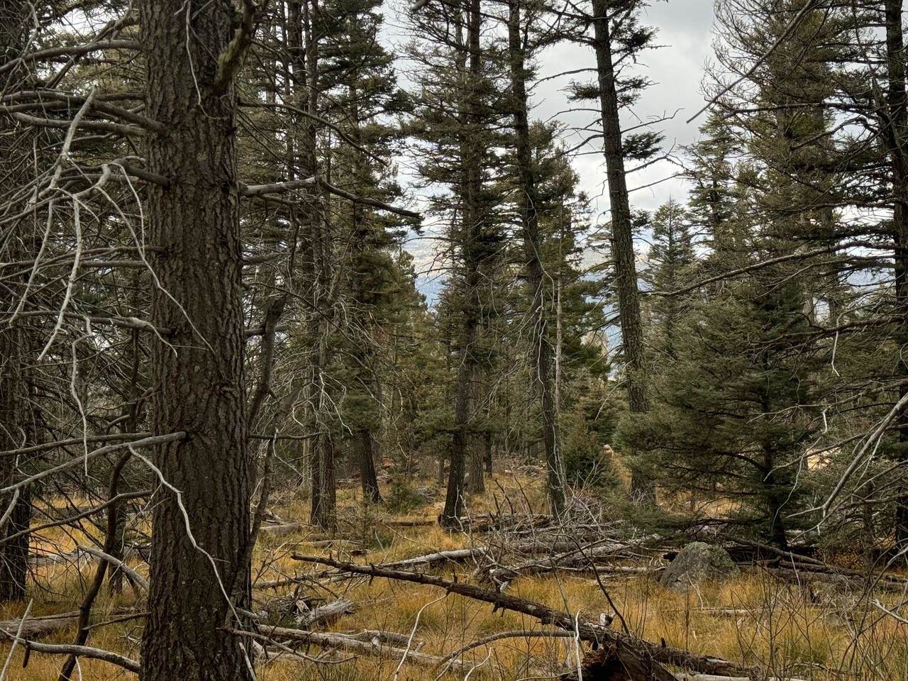 https://bt-photos.global.ssl.fastly.net/taos/1280_boomver_1_115467-2.jpg