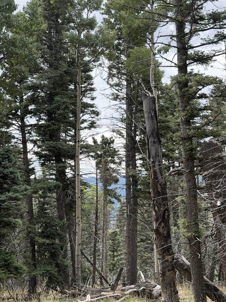 https://bt-photos.global.ssl.fastly.net/taos/1280_boomver_1_115628-2.jpg