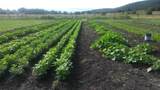 1235 State Road 75 - Photo 17