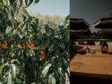 640 Don Nicolas - Photo 17