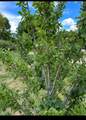 155 State Rd 240 - Photo 34