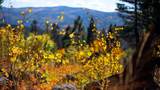 1 The Ranch At Angel Fire - Photo 14