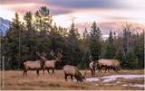 1 The Ranch At Angel Fire - Photo 21