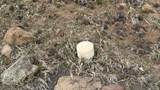 42 Acres Taos Canyon - Photo 7