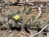 tbd Off Nm 518 Lot 18 - Photo 4