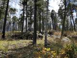 425 State Highway 105 - Photo 49