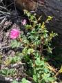 168 Mertz Place Lot 65 - Photo 30