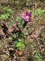 168 Mertz Place Lot 65 - Photo 31