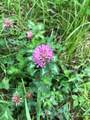 168 Mertz Place Lot 65 - Photo 33