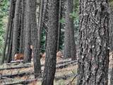 Lot 42 Vail Avenue - Photo 4