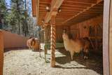 9 Treetop Lane - Photo 31