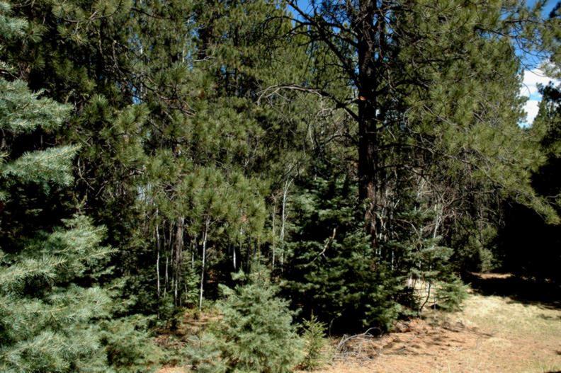 Lot 31 Snowmass Rd - Photo 1