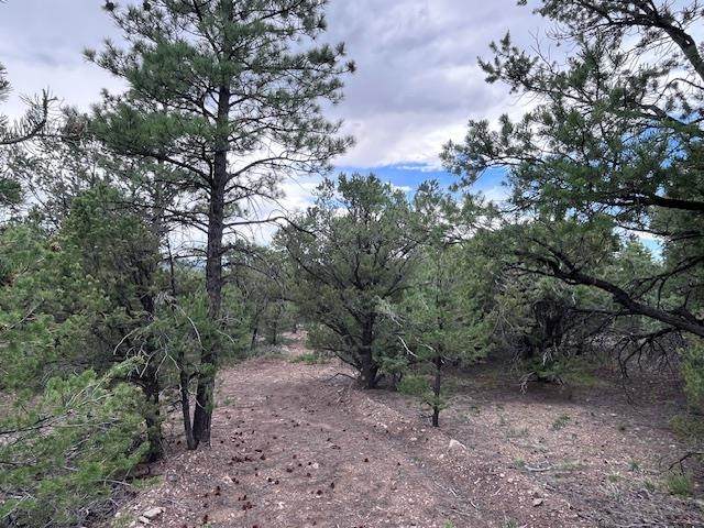 Lot 61 Upper Pinabete - Photo 1