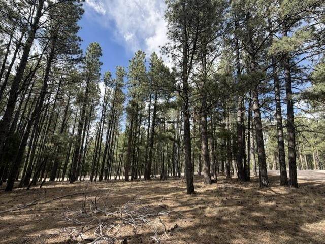 Lot 12 Broadmoor Way - Photo 1