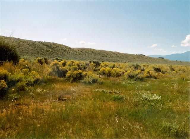 Blueberry Hill Road - Photo 1