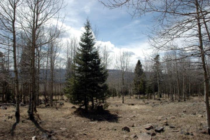 Lot 1013 El Camino Real - Photo 1