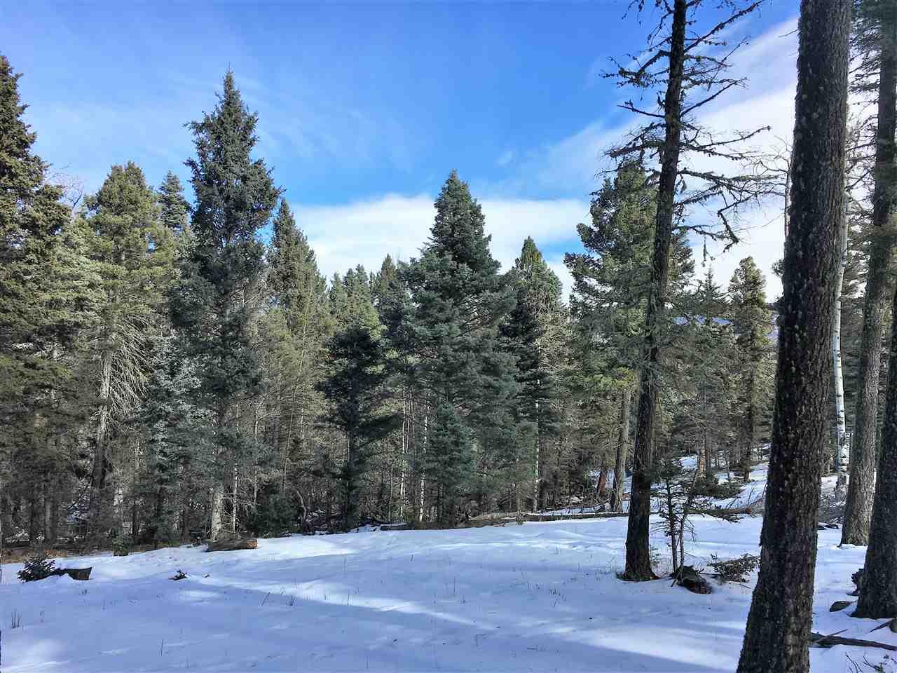 tbd Us Forest 76 - Photo 1