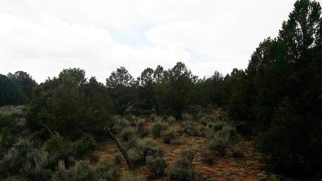 Carson Road 40 Acres - Photo 1