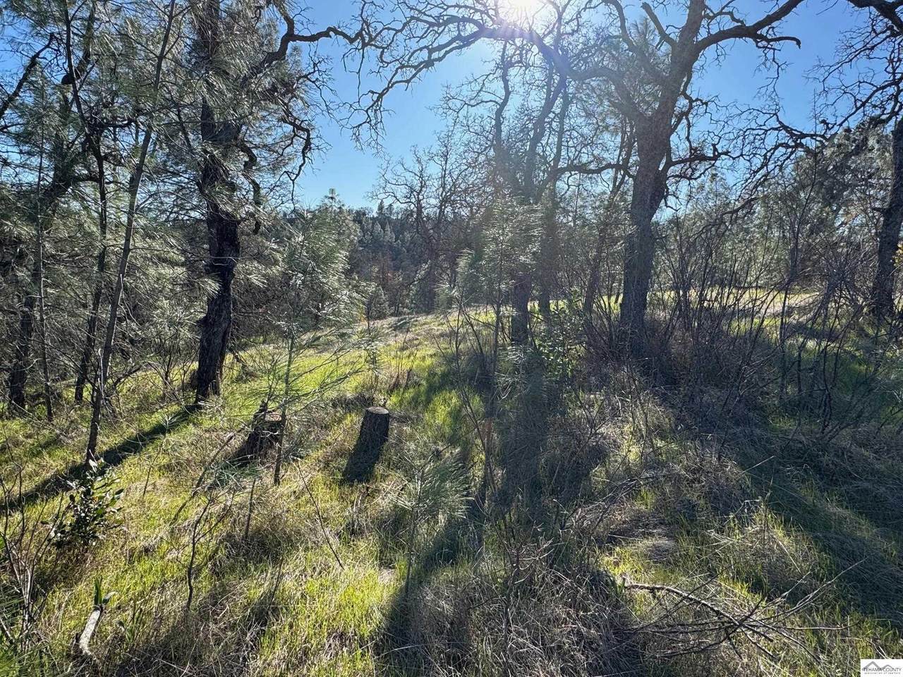 7285 Bluebird Road - Photo 1