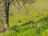 18920 Reeds Creek Road - Photo 71